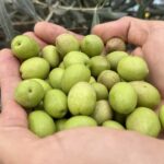 Turismo Baeza - Historia y origen del Aceite de Oliva Virgen Extra típico de Baeza