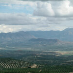 Turismo Baeza - Descubre la cultura del Aceite de Oliva Virgen Extra